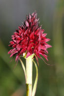 07-2026 Vanilla Orchid (Nigritella nigra) Vercors Natural Park France.